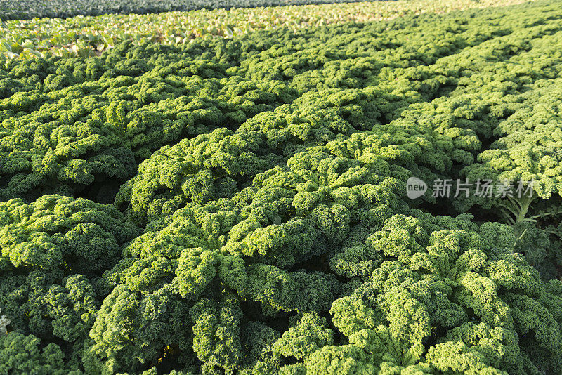 青菜(Brassica oleracea var. sabellica L.)